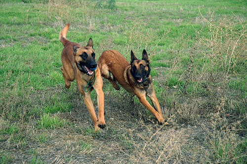 bodi / calli 2
